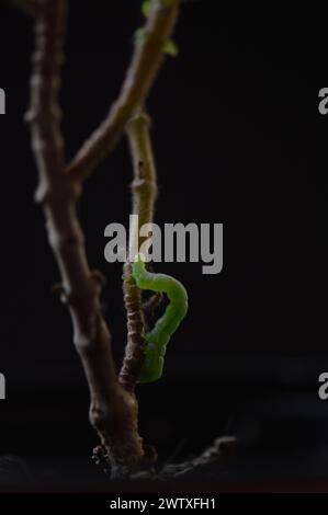 Fotografías macro de flores, árboles y animales. Distintos paisajes. Stockfoto