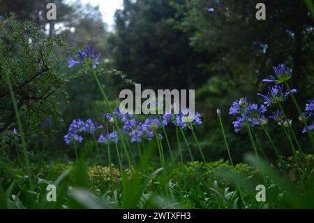 Fotografías macro de flores, árboles y animales. Distintos paisajes. Stockfoto