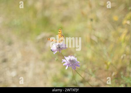 Fotografías macro de flores, árboles y animales. Distintos paisajes. Stockfoto