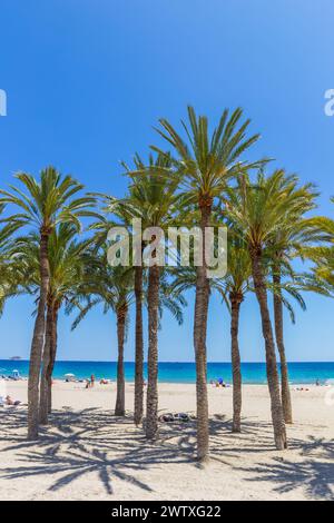 Palmen am Strand von Villajoyosa, Spanien Stockfoto