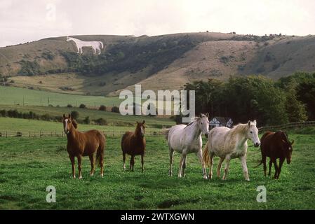 Eine Gruppe von Pferden in einem Paddock, das White Horse in Westbury Wiltshire Stockfoto