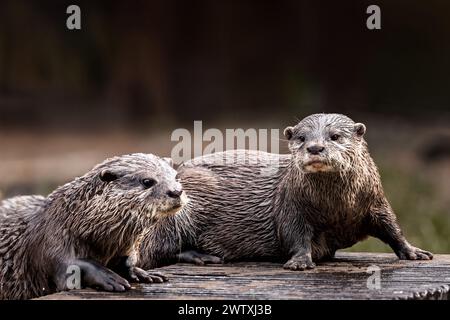 Die beiden Otter auf einem Baumstamm am Wasser. Stockfoto