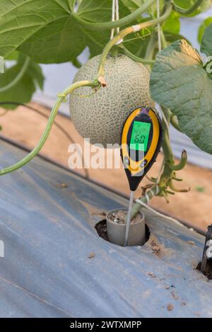 Verwenden Sie das Boden-PH-Messgerät, um den PH-Wert in der Melonenfarm zu prüfen Stockfoto