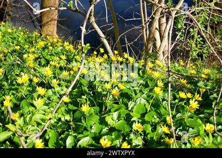 Kleiner Celandine, Ficaria Verna, wächst am Ufer des Flusses Dsnube, Szigethalom, Ungarn Stockfoto