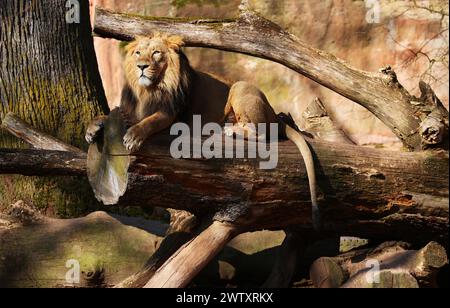 Nürnberg, Tiergarten, Zoo, König Löwe, Simba, Bayern, Nürnberg Zoo, Löwe Zoo, Löwe, Löwenfamilie, Löwenbaby, Raubkatzen. Schöner Zoo in Nürnberg Stockfoto