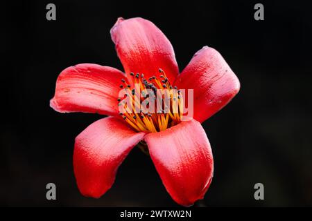 Eine einsame Bombax Ceiba Blume Stockfoto