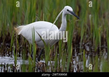 Kleinreiher (Egretta garzetta) Fischen auf Dreistacheln (Gasterosteus aculeatus) Suffolk März 2024 Stockfoto