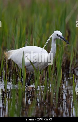 Kleinreiher (Egretta garzetta) Fischen auf Dreistacheln (Gasterosteus aculeatus) Suffolk März 2024 Stockfoto