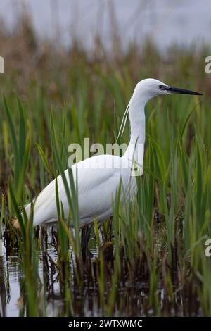 Kleinreiher (Egretta garzetta) Fischen auf Dreistacheln (Gasterosteus aculeatus) Suffolk März 2024 Stockfoto