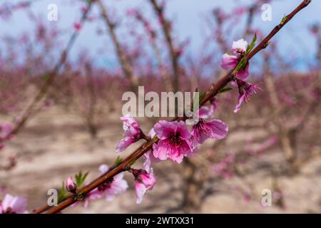 Rosafarbene Wüstenblumen vor blauem Himmel Stockfoto