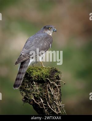 Sparrowhawk auf Baumstumpf Stockfoto