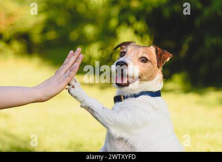 Der Hund gibt einer Frau eine Pfote, die hohe fünf Gesten macht Stockfoto