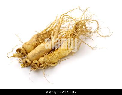 Ginseng isoliert auf weißem Hintergrund Stockfoto