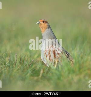 Graue Rebhühner ( Perdix perdix ), männlich, dehnend Hals, Kopf, aufmerksam umschauen, territoriales Verhalten, zeigt Balz, Wil Stockfoto