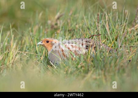 Graue Rebhühner ( Perdix perdix ), sitzend, versteckt auf einer Wiese, seltener Vogel von offenen Feldern und Ackerland, bedroht durch intensive Landwirtschaft, Wildtiere Europa. Stockfoto