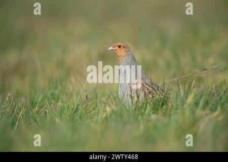 Graue Rebhühner ( Perdix perdix ), männlich, Paarungszeit, sitzt im Gras, dehnt den Hals, um einen guten Überblick über die Tierwelt, Europa zu bekommen. Stockfoto