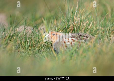 Graue Rebhühner ( Perdix perdix ), sitzend, versteckt auf einer Wiese, seltener Vogel von offenen Feldern und Ackerland, bedroht durch intensive Landwirtschaft, Wildtiere Europa. Stockfoto