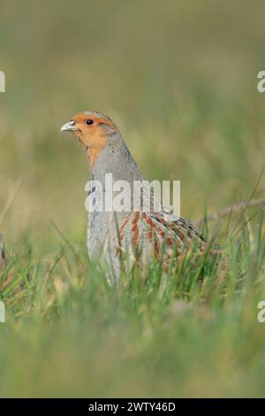 Graue Rebhühner ( Perdix perdix ), männlich, Paarungszeit, sitzt im Gras, dehnt den Hals, um einen guten Überblick über die Tierwelt, Europa zu bekommen. Stockfoto