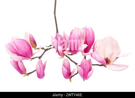 Blühende Untertasse Magnolienbaumzweig isoliert auf weißem Hintergrund, Magnolie x soulangeana Stockfoto
