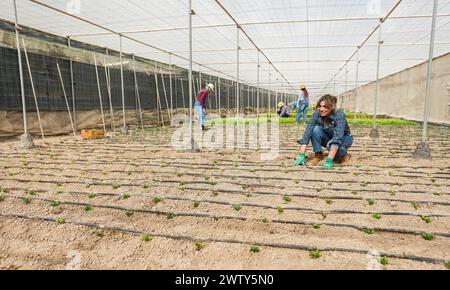 Hispanische Frau pflanzt Gemüse in Bio-Gewächshäusern - lokale Lebensmittel und nachhaltiges Arbeitskonzept - Hauptfokus auf weibliches Arbeitnehmergesicht Stockfoto
