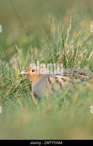 heimlich... Rebhuhn * Perdix perdix * drückt sich ins Gras, sucht Schutz, durch Lebensraumverlust strak gefährdetes Feldhuhn, Wiesenvogel, fast überall bedroht, früher sehr häufig, heimische Vogelwelt, Tierwelt, Natur *** Grauer Rebhühner Perdix perdix , sitzend, versteckt auf einer Wiese, seltener Vogel von offenen Feldern und Ackerland, bedroht durch intensive Landwirtschaft, Wildtiere Europa. Nordrhein-Westfalen Deutschland, Europa Stockfoto