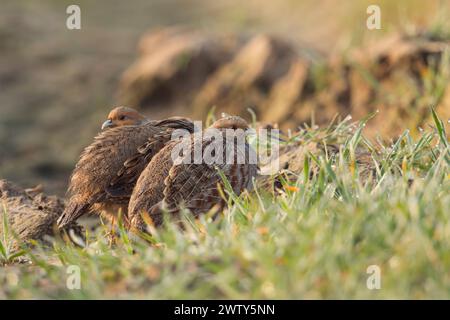 Schutzsuchend... Rebhühner Perdix perdix drücken sich in der frühen Morgensonne auf einem Feld in eine Treckerspur, Fahrspur, kleine Feldhühner, durch Lebensraumverlust und Prädatoren stark gefährdete Art *** graue Rebhühner Perdix perdix versteckt sich auf Ackerland, gut getarnt, schüchtern, aufmerksam zuschauen, bei Tagesanbruch, Tierwelt, Europa. Nordrhein-Westfalen Deutschland, Europa Stockfoto