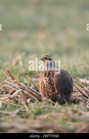 In der Feldflur... Rebhuhn Perdix perdix , Rebhahn im frühen Morgenlicht auf offenem Feld, schaut sich um, beobachtet aufmerksam die Umgebung, durch intensive Landwirtschaft stark gefährdet, heimische Natur *** Grauer Rebhahn Perdix perdix , erwachsener Mann im frühen Morgenlicht, sitzend auf Ackerland, typisches geheimnisvolles Verhalten, Rückansicht, Wildtiere, Europa. Nordrhein-Westfalen Deutschland, Europa Stockfoto