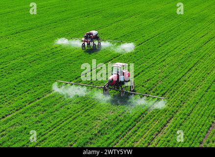 Bozhou. März 2024. Ein Foto der Drohne vom 19. März 2024 zeigt selbstfahrende Maschinen, die Herbizide auf einem Feld auf der Smart Farm im Dorf Shuanglou in der Stadt Bozhou in der ostchinesischen Provinz Anhui spritzen. Durch die Einführung von IT-Technologien wie Internet der Dinge, Big Data und künstliche Intelligenz hat Jiao Rui, ein junger Landwirt, der in den 1990er Jahren geboren wurde, ein intelligentes Entscheidungsfindungssystem auf seinem Betrieb eingerichtet, das die Produktionseffizienz erheblich verbessert hat. Quelle: Du Yu/Xinhua/Alamy Live News Stockfoto