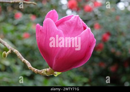 Dunkelrosa Magnolia Felix Jury „Jurmag2“ in Blume. Stockfoto