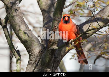 Ein roter Vogel des nördlichen Kardinals, der auf einem Ast sitzt Stockfoto
