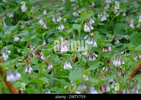Weiße und lila gemeine Beinwell in der Blüte. Stockfoto