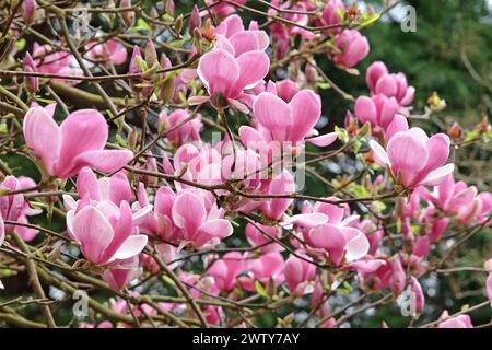 Rosafarbene Untertasse Magnolia soulangeana „Triumphans“ in Blume. Stockfoto