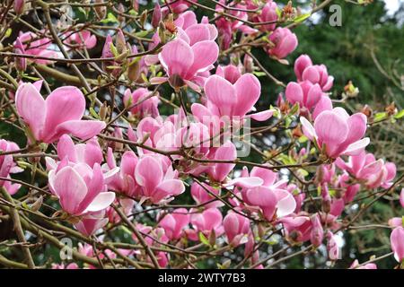 Rosafarbene Untertasse Magnolia soulangeana „Triumphans“ in Blume. Stockfoto