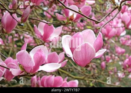 Rosafarbene Untertasse Magnolia soulangeana „Triumphans“ in Blume. Stockfoto