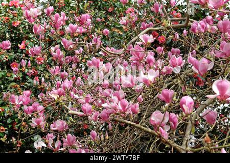 Rosafarbene Untertasse Magnolia soulangeana „Triumphans“ in Blume. Stockfoto