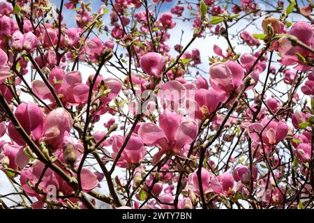 Rosafarbene Untertasse Magnolia soulangeana „Triumphans“ in Blume. Stockfoto