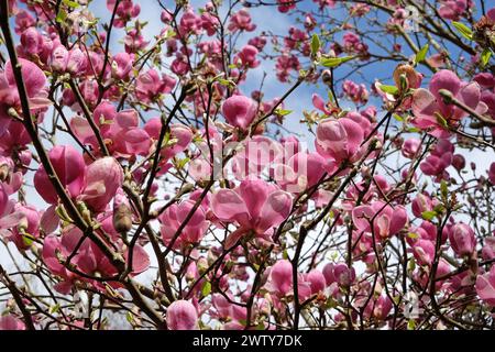 Rosafarbene Untertasse Magnolia soulangeana „Triumphans“ in Blume. Stockfoto