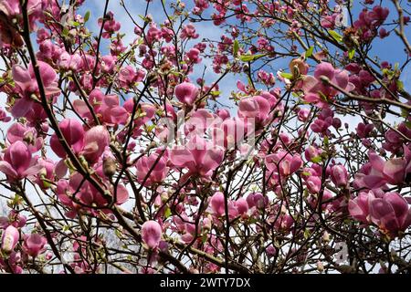 Rosafarbene Untertasse Magnolia soulangeana „Triumphans“ in Blume. Stockfoto