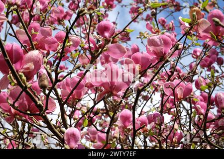 Rosafarbene Untertasse Magnolia soulangeana „Triumphans“ in Blume. Stockfoto