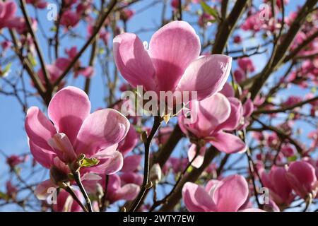 Rosafarbene Untertasse Magnolia soulangeana „Triumphans“ in Blume. Stockfoto