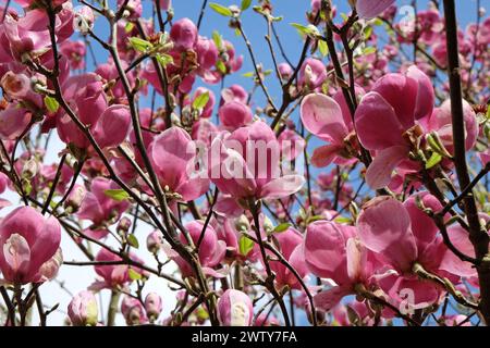 Rosafarbene Untertasse Magnolia soulangeana „Triumphans“ in Blume. Stockfoto