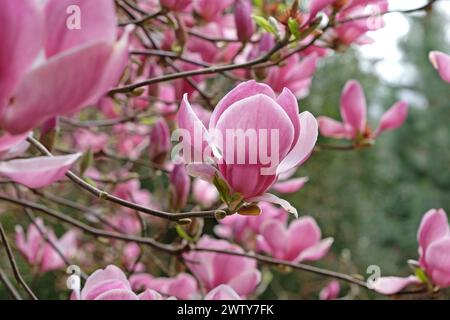 Rosafarbene Untertasse Magnolia soulangeana „Triumphans“ in Blume. Stockfoto