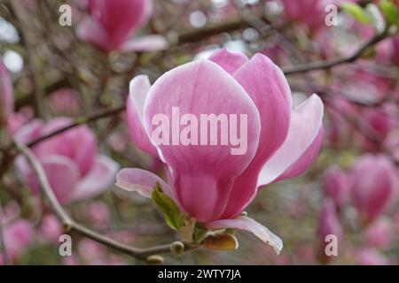 Rosafarbene Untertasse Magnolia soulangeana „Triumphans“ in Blume. Stockfoto