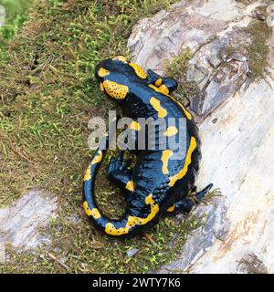 Salamander in voller Länge in natürlichem Lebensraum (Salamandra salamandra), Amphibien in natürlichem Lebensraum Stockfoto