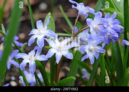 Blue Scilla, auch bekannt als Sibirischer Squill, in Blume. Stockfoto