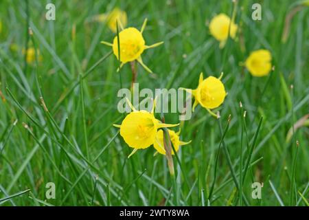 Gelbes Narcissus bulbocodium, Untermantel Narzissen oder Korb-Unterrock Narzissen, in Blüte. Stockfoto