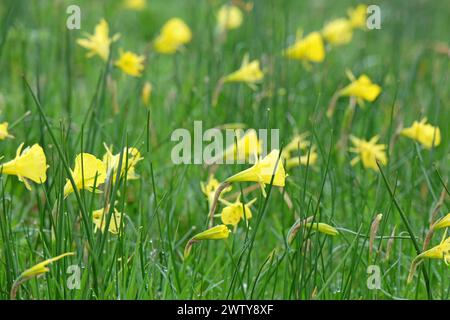 Gelbes Narcissus bulbocodium, Untermantel Narzissen oder Korb-Unterrock Narzissen, in Blüte. Stockfoto