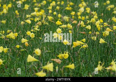 Gelbes Narcissus bulbocodium, Untermantel Narzissen oder Korb-Unterrock Narzissen, in Blüte. Stockfoto