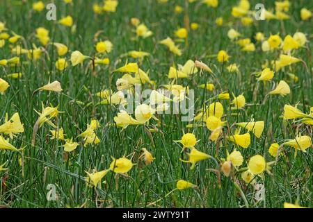 Gelbes Narcissus bulbocodium, Untermantel Narzissen oder Korb-Unterrock Narzissen, in Blüte. Stockfoto