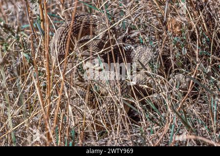 klapperschlange getarnt und gewickelt, um in braunem Gras in der Nähe des Wolf Creek in montana zu schlagen Stockfoto